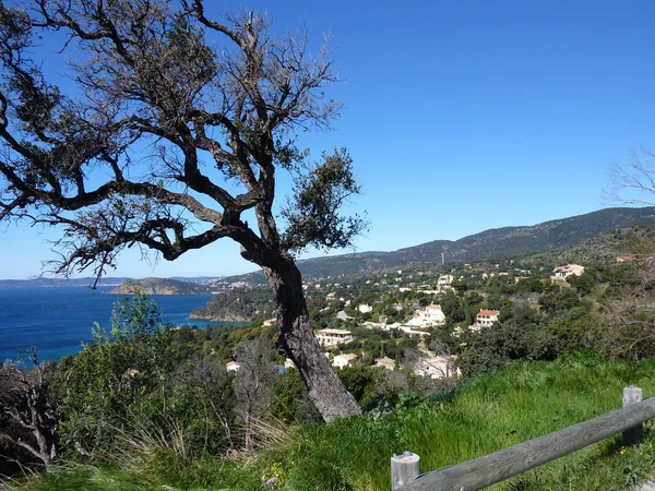 Согнутое дерево и средиземноморское море — стоковое фото