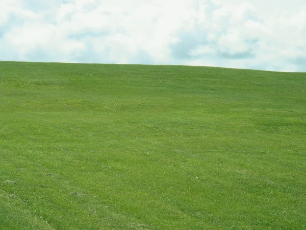 stock image Green grass