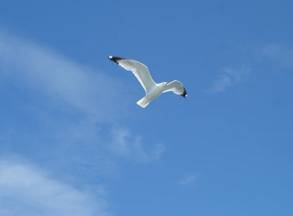 Gaviota volando — Foto de Stock