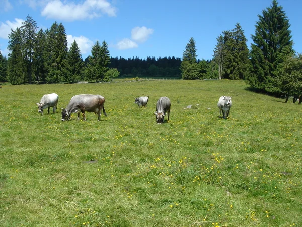 瑞士汝拉山区的灰色奶牛 — 图库照片