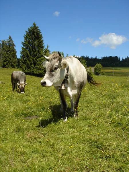 Серые коровы — стоковое фото