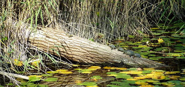 Χελώνες σε ένα κορμό σε μια λίμνη — Φωτογραφία Αρχείου
