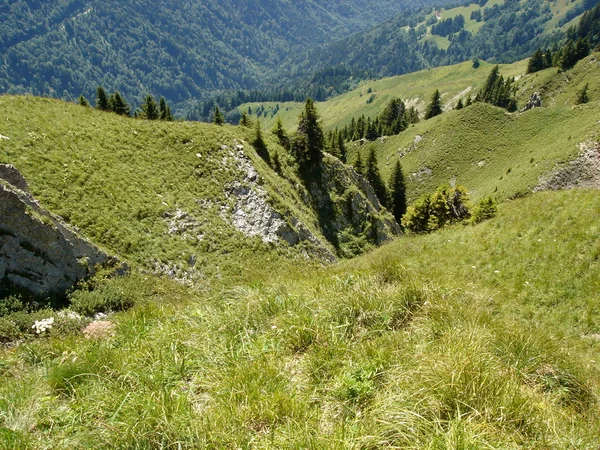 Vegetazione alpina — Foto Stock