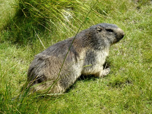 Marmot — Stock Photo, Image