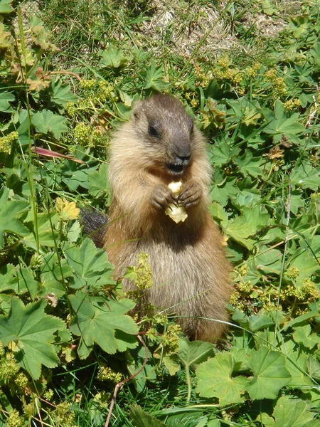 Eating marmot — Stock Photo, Image