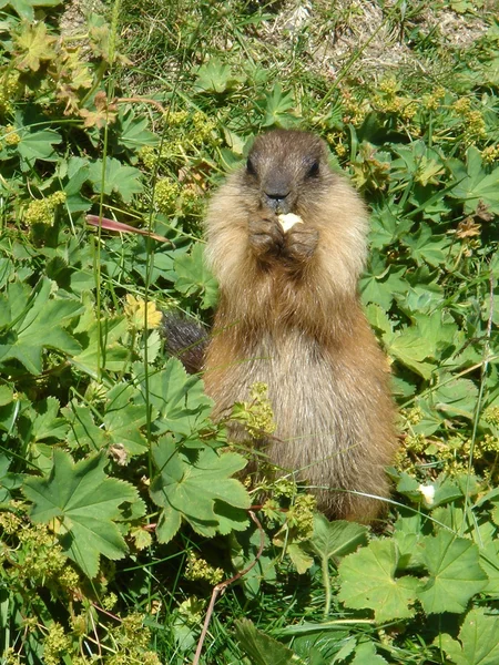 Comer marmota —  Fotos de Stock