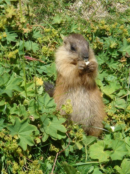 Manger des marmottes — Photo