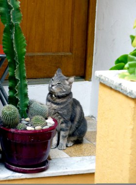 telaga warna ve cisaatKapının önünde bekleyen kedi