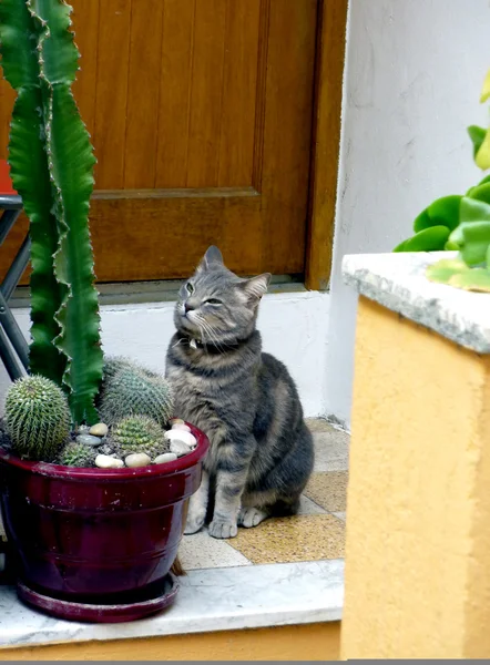 Gato esperando na frente da porta — Fotografia de Stock
