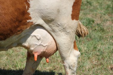 Udders of a cow clipart