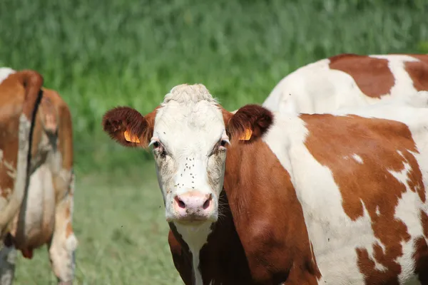 Cow looking at the photographer — Stock Photo, Image