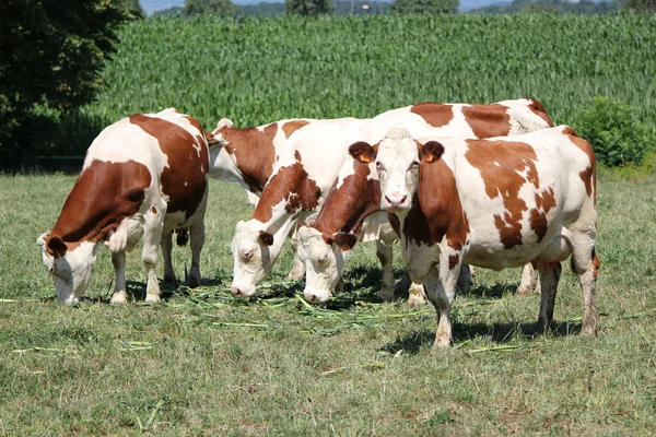 Поедание коров — стоковое фото
