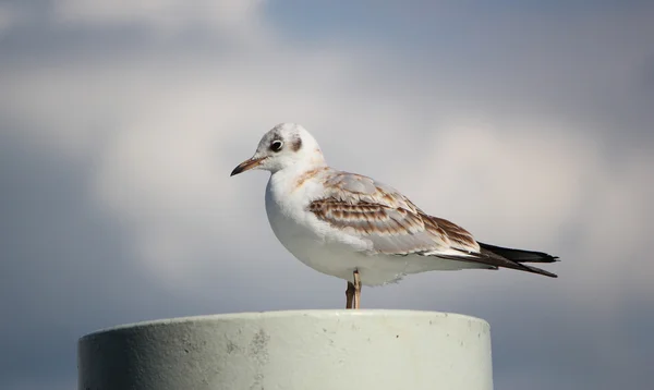 Seagull on a post — Stock Photo, Image