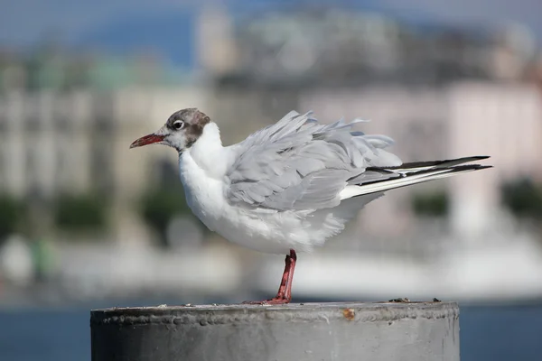 Seagull on a post — Stock Photo, Image