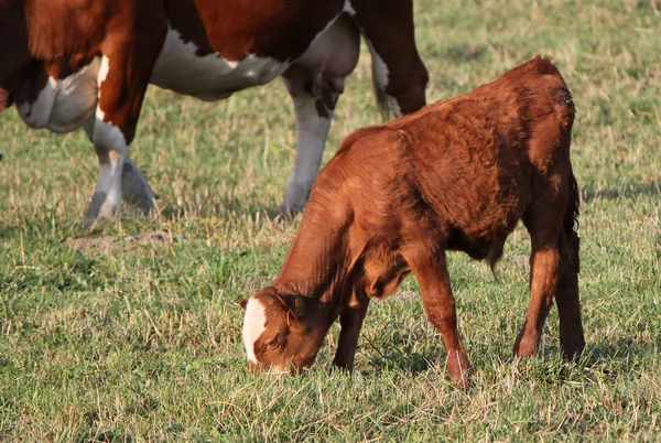 Young calf eating — Stock Photo, Image