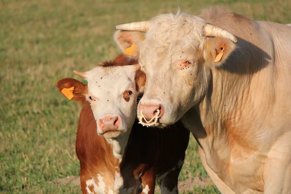 Теленок и мать коровы вместе — стоковое фото