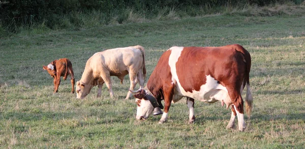 Buzağı ve inek yeme bir çayır — Stok fotoğraf