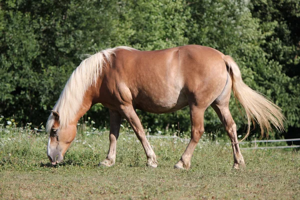 Piękny Koń jedzący na łące — Zdjęcie stockowe