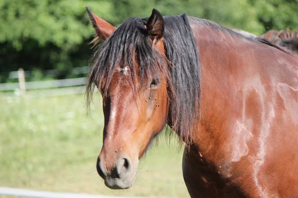 Kahverengi bir atın portresi — Stok fotoğraf