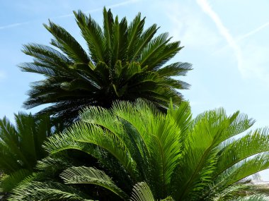 Palm trees leaves clipart
