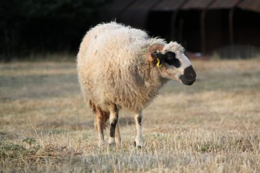 bir çayır ram