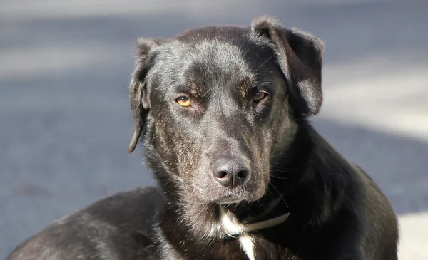 Black labrador head — Stock Photo, Image