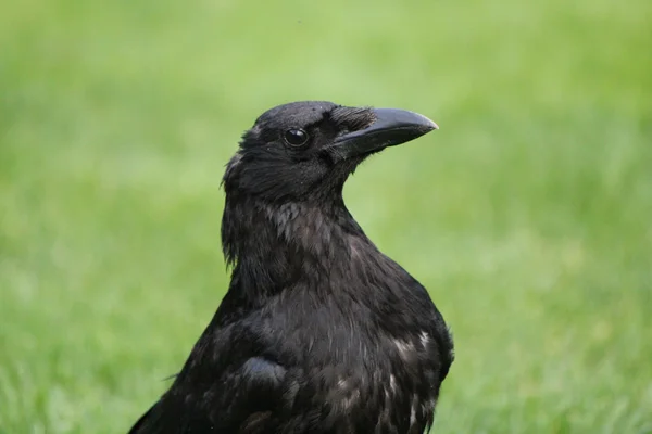 Head of a crow — Stock Photo, Image