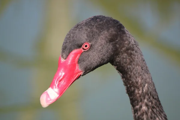 Cabeza de cisne negro — Foto de Stock