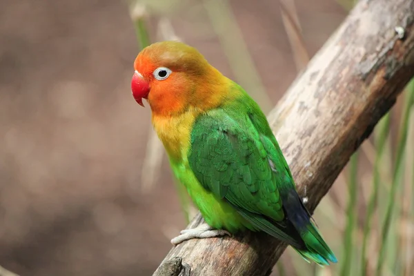 Ptak agapornis-fischeri — Zdjęcie stockowe