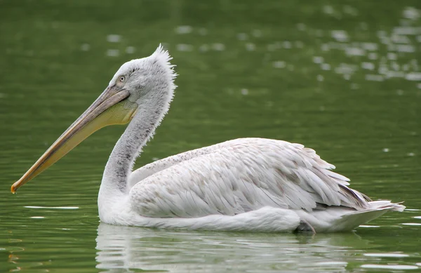 Пеликан плавает на водном озере — стоковое фото