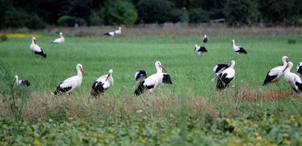 Storker som står i et grønt felt – stockfoto