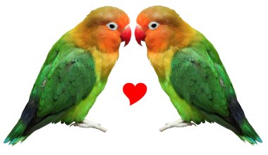 Loving bird agapornis-fischeri clipart