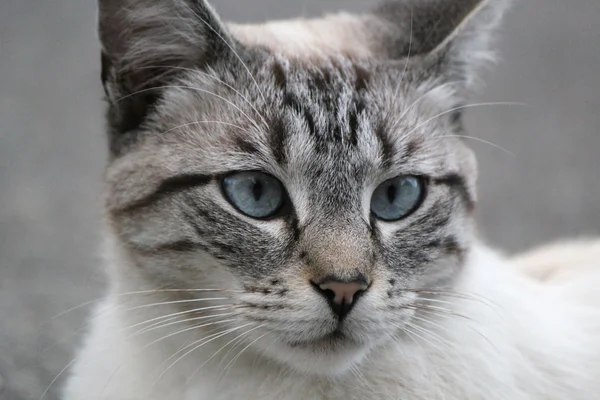 Hoofd van een grijze kat — Stockfoto