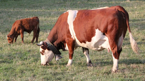 Поедание коров и телят — стоковое фото