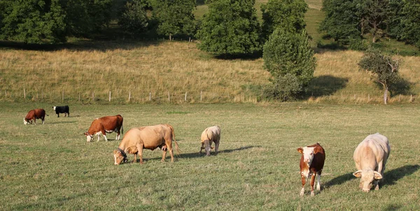 Cows in a meadow — Stock Photo, Image