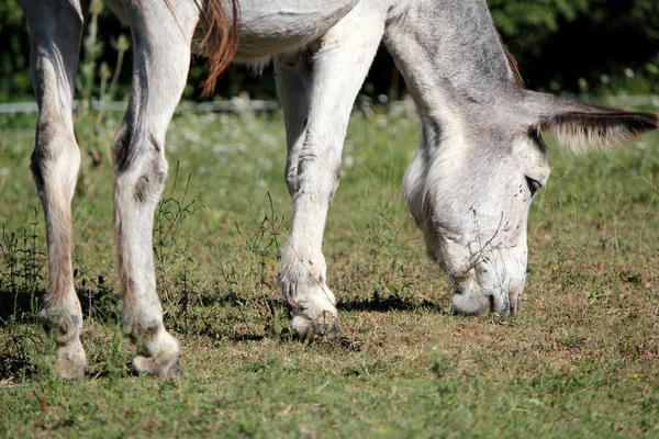Grey donkey eating — Stock Photo, Image