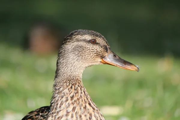 Head of a female duck — Stock Photo, Image