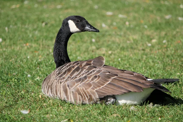 Goose lying in the grass — Stock Photo, Image