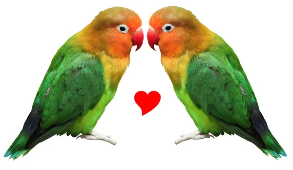 Loving bird agapornis-fischeri — Stock Photo, Image