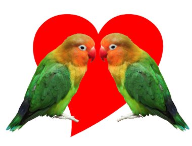 Loving birds agapornis-fischeri clipart