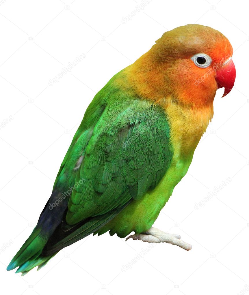 Bird agapornis-fischeri