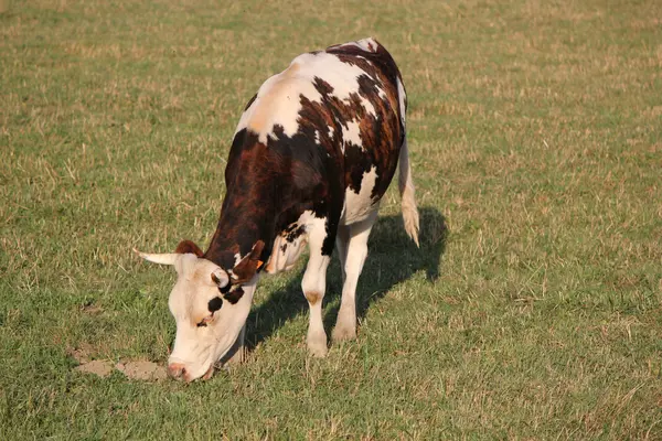Vaca tranquila comer — Fotografia de Stock