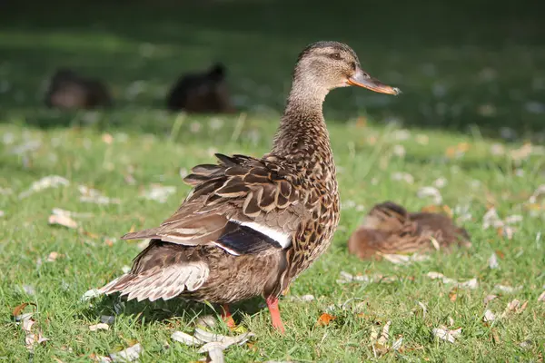 Anne ördek ve yavru ördek — Stok fotoğraf