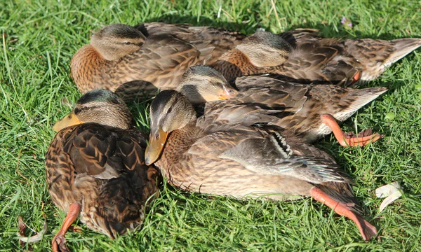 Sleeping ducks — Stock Photo, Image