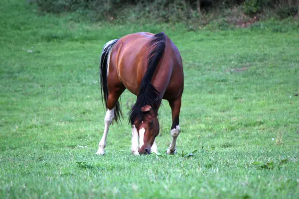 Brązowy Koń jedzący — Zdjęcie stockowe