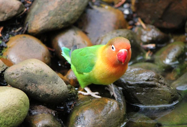 Agapornis kuş duran bir taş — Stok fotoğraf