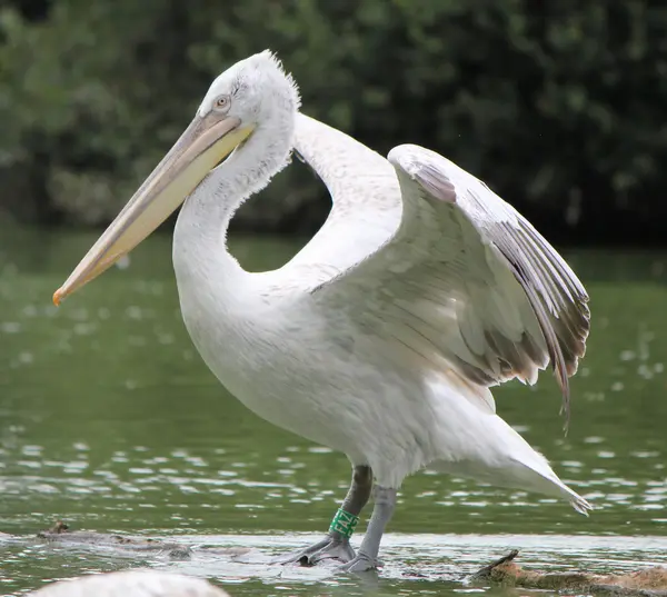 Pelikan mit offenen Flügeln — Stockfoto