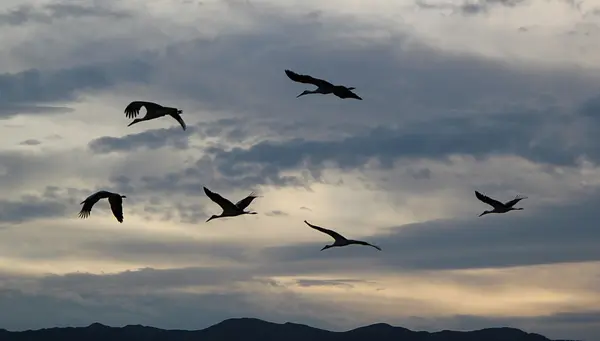Cigüeñas migratorias — Foto de Stock