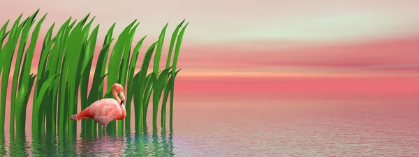 Flamingo ve günbatımı tarafından waterplants — Stok fotoğraf