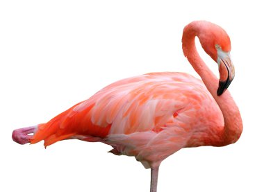 Pink flamingo clipart